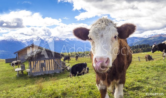 Picture of Kuh auf der Alm in den Alpen